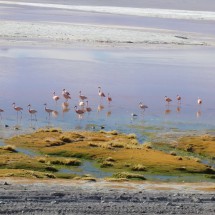 Flamingos in the Laguna Colorada